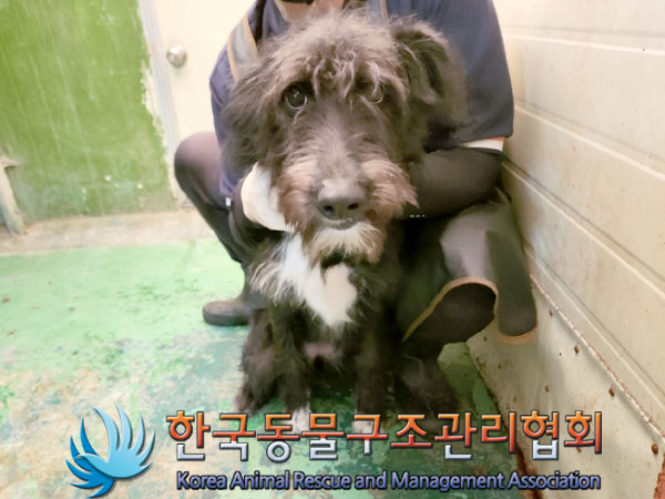 한국동물구조관리협회_441559202300936